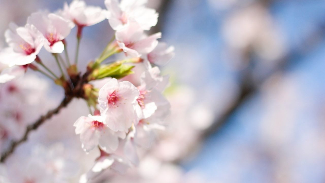 入学準備はこどもちゃれんじで決まり！1年生準備スタートボックスをご紹介