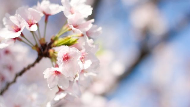 入学準備はこどもちゃれんじで決まり！1年生準備スタートボックスをご紹介